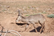 waterbuck (6)